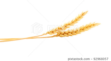 Wheat ears isolated on white background. 92968057