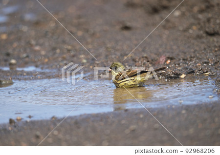 Blue-green algae bathing in a puddle (Hokkaido) 92968206