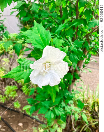 Hitotsubashi, Tokyo, Suifyou blooming in the city center Hitotsubashi, Tokyo, Suifyou blooming in the city center 92968413