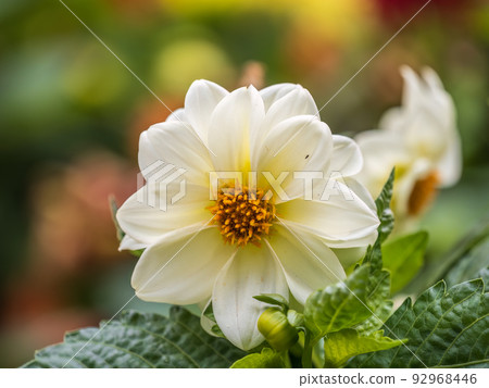 White flowers dahlia pinnata collar mignon 92968446