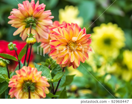 A wonderful red dahlia flower is blooming in the garden. A wonderful red dahlia flower is blooming in the garden. 92968447