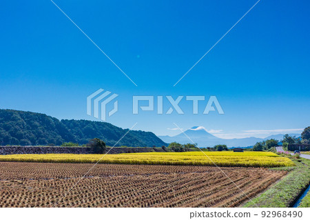 （山梨縣）岸邊金色的梯田和波斯菊，遠眺富士山 92968490