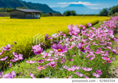 (Yamanashi Prefecture) Golden terraced rice fields and cosmos on the shore, distant view of Mt. Fuji (Yamanashi Prefecture) Golden terraced rice fields and cosmos on the shore, distant view of Mt. Fuji 92968504