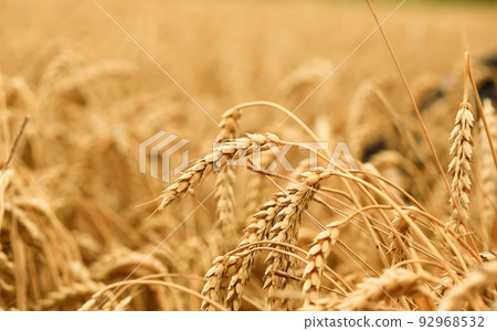 Wheat field. The concept of the global food crisis Wheat field. The concept of the global food crisis 92968532