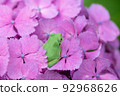 Hydrangea and frog 92968626
