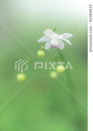 森林仙子仁格守馬2 92968632