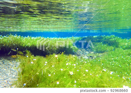 地藏河白卡莫 1 地藏河白卡莫 1 92968660