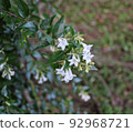 Flowers blooming in the park 92968721