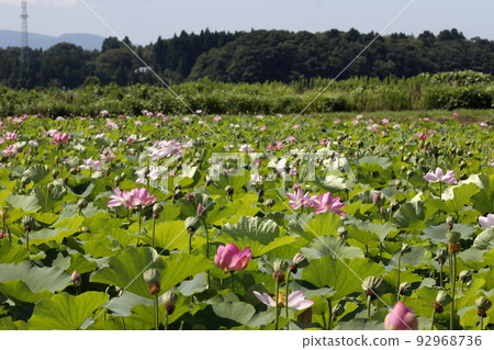 Lotus field 92968736