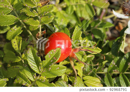 Hamanas fruit Hamanas fruit 92968791
