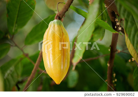 Organic yellow cacao pod Organic yellow cacao pod 92969002