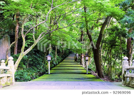 Fresh green and moss approach to the shrine 92969096