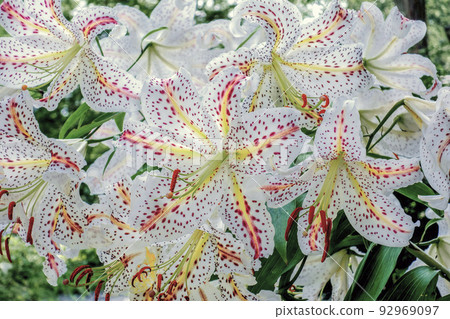 Yamayuri in full bloom 92969097