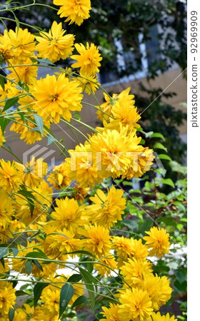 Yellow rudbeckia flowers golden balls Yellow rudbeckia flowers golden balls 92969909