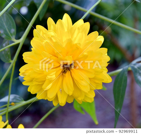 Yellow rudbeckia flowers golden balls Yellow rudbeckia flowers golden balls 92969911