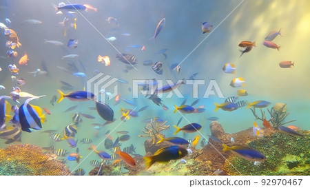 [Hiroshima Prefecture] Miyajima Aquarium Miyaji Marine 92970467