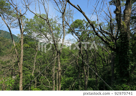 Withered oak forest, Tadami town, Fukushima prefecture 92970741