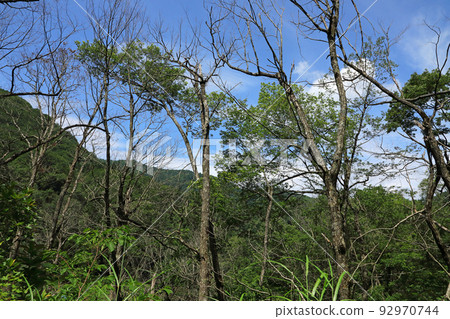 福島縣只見町枯櫟林 92970744