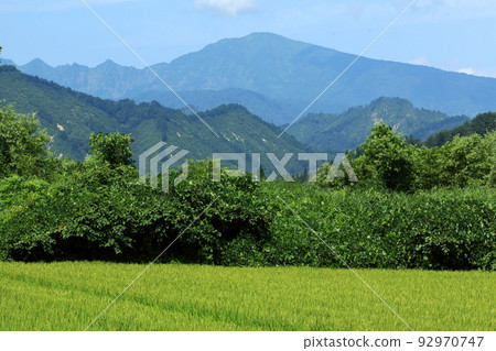 夏天的淺草山，稻田裡的稻子長出了福島縣只見町 92970747