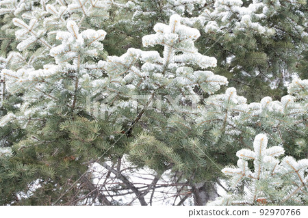 Snowy winter trees 92970766