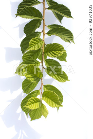 cherry leaf 92971035