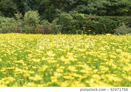  黃波斯菊 92971798