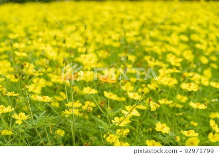  黃波斯菊 92971799