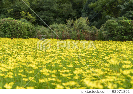  黃波斯菊 92971801