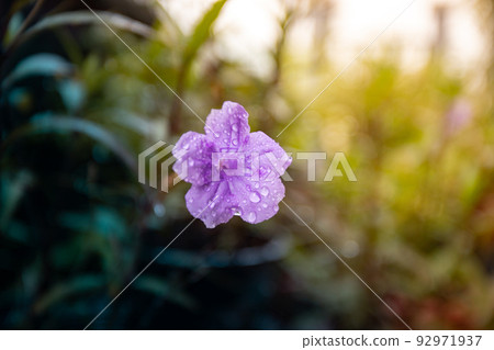 purple flowers on its stem 92971937