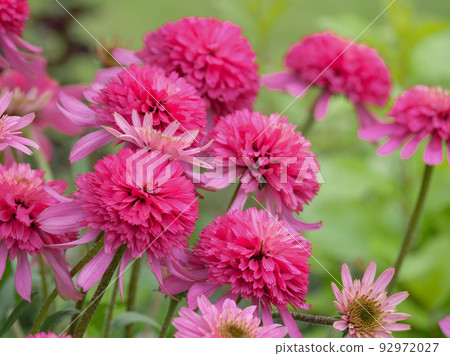 紫錐花 1 粉紅色 92972027