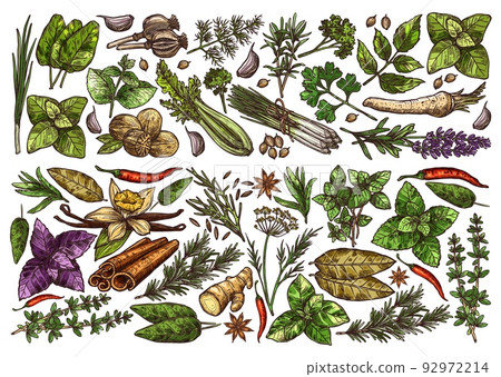 Spices, herbs and seasonings sketch background. Sorrel, lemongrass, oregano and melissa, nutmeg, poppy, coriander and savory, cilantro, parsley and horseradish, lavender, chili vector kitchen herbs 92972214