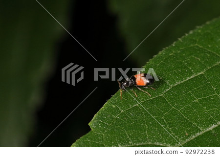 Creatures, insects, broadleaf bijou kaimodoki, August's copse of trees. Walks around on leaves looking for prey Creatures, insects, broadleaf bijou kaimodoki, August's copse of trees. Walks around on leaves looking for prey 92972238