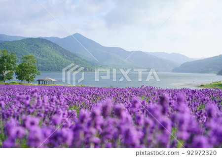 富良野的薰衣草田和湖泊 92972320