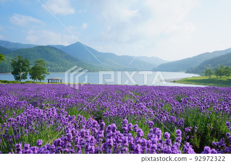 Lake Kanayama and Lavender Fields 92972322