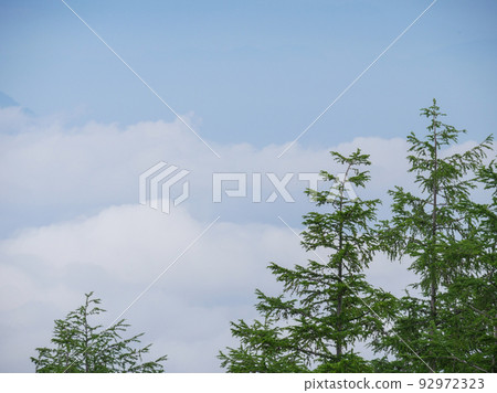 Sea of clouds and conifers 1 Sea of clouds and conifers 1 92972323