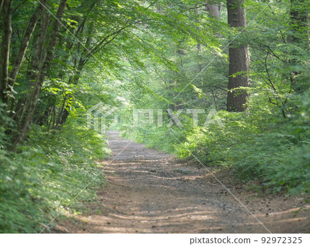 Forest walking path 1 Forest walking path 1 92972325