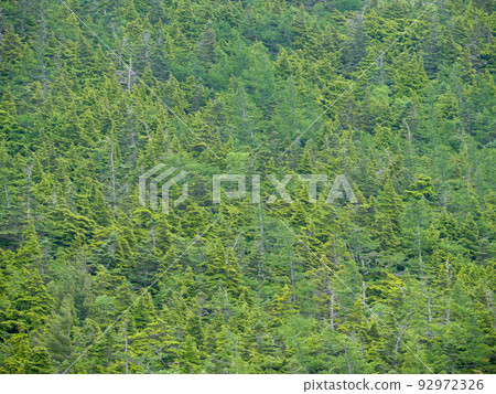 larch forest 1 larch forest 1 92972326