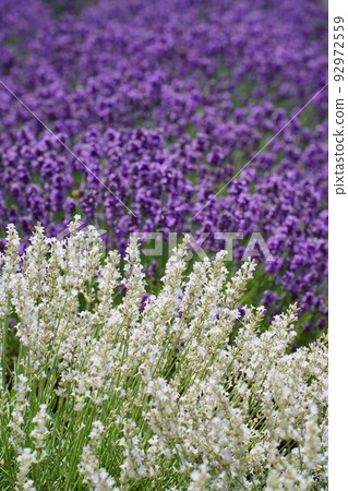 白色和紫色的薰衣草 92972559