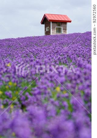 薰衣草田和紅色小屋 92972560
