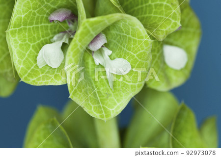 A close-up photo of a morcella flower. The scientific name is Moluccella laevis. A close-up photo of a morcella flower. The scientific name is Moluccella laevis. 92973078