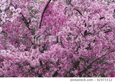 The cherry blossoms in the park are in full bloom and very beautiful. The name of the cherry blossom is Yoko (Sunlight). 92973312