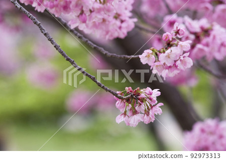 The cherry blossoms in the park are in full bloom and very beautiful. The name of the cherry blossom is Yoko (Sunlight). 92973313