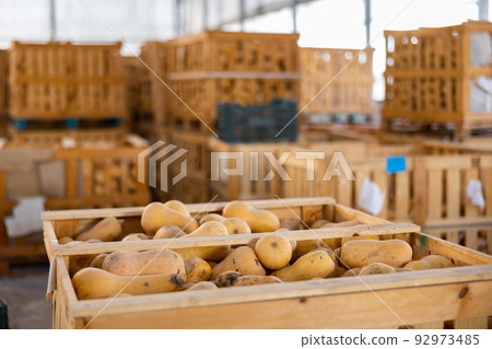 View of harvested pumpkins lying in a crate 92973485