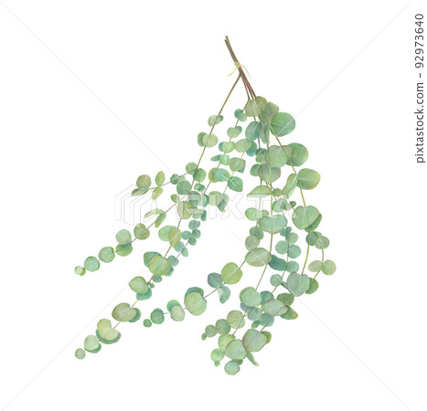 桉樹贓物的手繪插圖 92973640