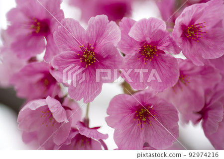 公園裡的櫻花盛開，非常漂亮。櫻花的名字是洋子（陽光）。 92974216