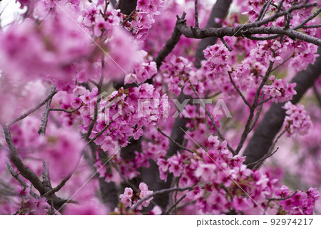 公園裡的櫻花盛開,非常漂亮。櫻花的名字是洋子(陽光)。 公園裡的櫻花盛開,非常漂亮。櫻花的名字是洋子(陽光)。 92974217
