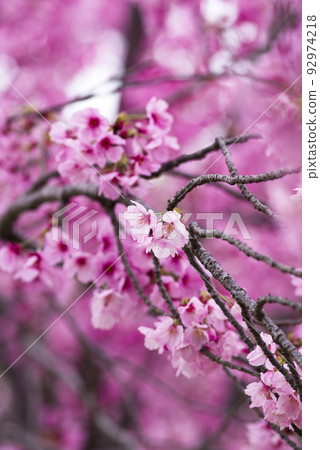 公園裡的櫻花盛開，非常漂亮。櫻花的名字是洋子（陽光）。 92974218