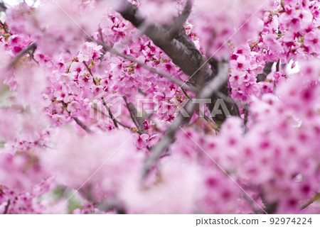 公園裡的櫻花盛開，非常漂亮。櫻花的名字是洋子（陽光）。 92974224