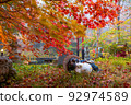 An auspicious collaboration of raccoon dogs, komainu, torii gates, and autumn leaves. 92974589