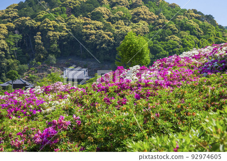 Azalea at Mimurotoji Temple in Kyoto 92974605